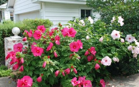 히비스커스 시리아 로즈