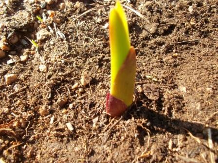 글라디올러스 새싹