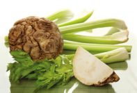 씨앗에서 셀러리 뿌리 재배