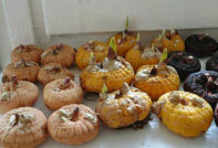 심기 준비 중인 글라디올러스 구근