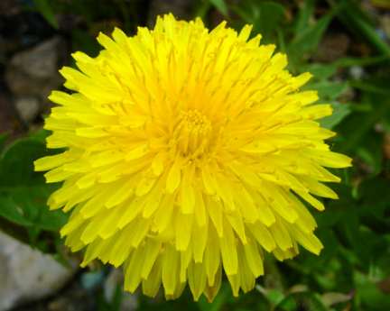 민들레의 유익한 특성