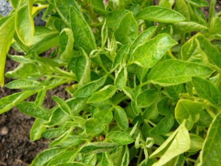 잎은 왜 말리는가?