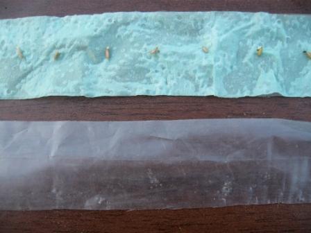 화장지에서 싹이 돋다