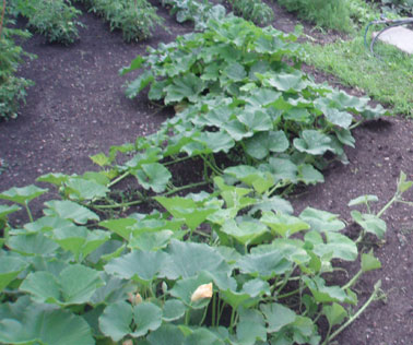 열린 땅에 호박을 심는 방법