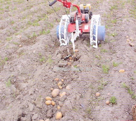 정원에 감자를 심는 방법