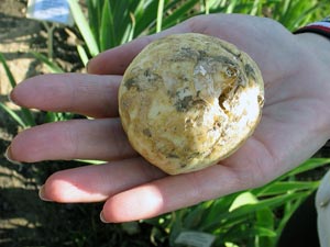 프리틸러리 구근