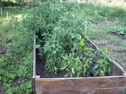 열린 땅에 호박을 심는 시기