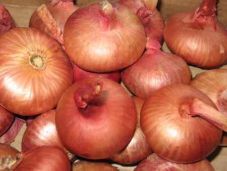 양파 심기 준비