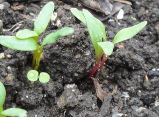 열린 땅에 비트 심기