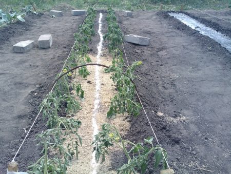 토마토의 적절한 공급