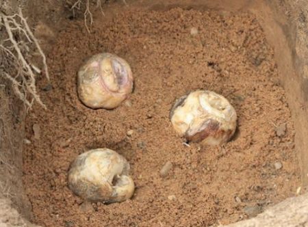 헤이즐뇌조의 꽃이 다 피었으니, 이제 뿌리를 파낼 때가 됐습니다.