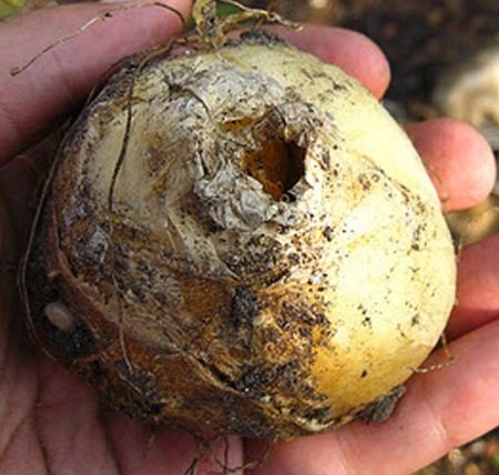 蝦蝣꽃 구근 파기 시기