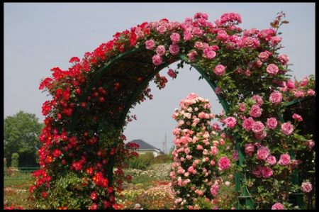 장미 아치