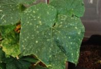 온실 내 오이 질병