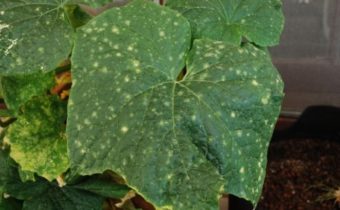 온실 내 오이 질병