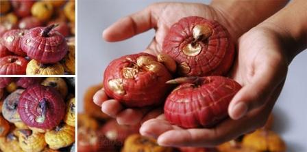 글라디올러스 보관 방법