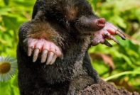 정원에서 두더지를 없애는 방법