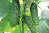 오이를 먹이는 방법