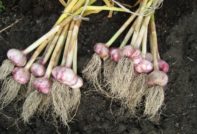 마늘을 캐는 시기