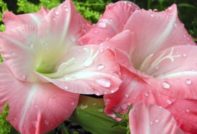 백합이 시들었어요. 어떻게 해야 하나요?