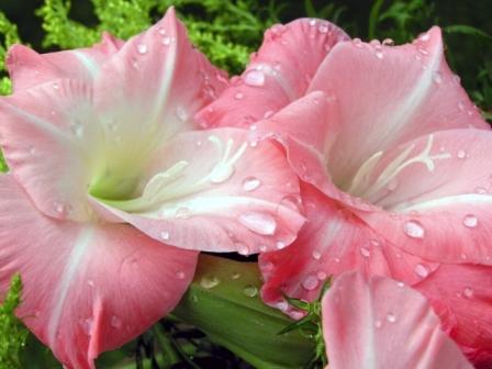 백합이 시들었어요. 어떻게 해야 하나요?