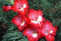 글라디올러스 구근이 말라버렸습니다. 어떻게 해야 할까요?