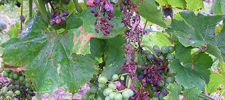 곰팡이 치료 방법