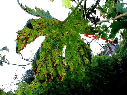 오디움 치료 방법