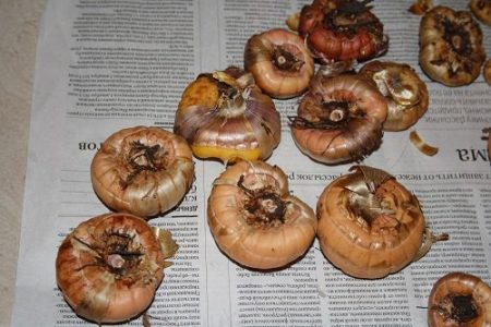 말린 글라디올러스 구근