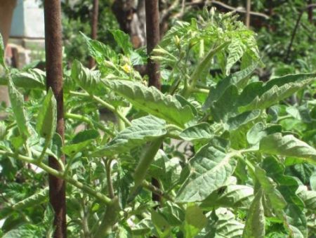 토마토가 살찌고 있어요