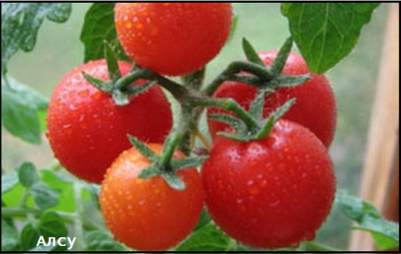 그럼 알수의 매트