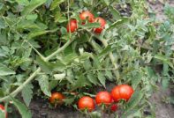 꼬집지 않고 키우는 낮은 토마토