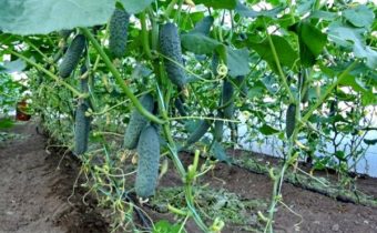 온실에서 오이 관리하기