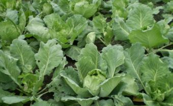 양배추 해충과 그 처리 방법