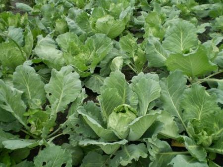 양배추 해충과 그 처리 방법