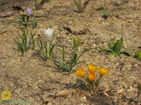 꽃이 핀 후 크로커스를 파내다