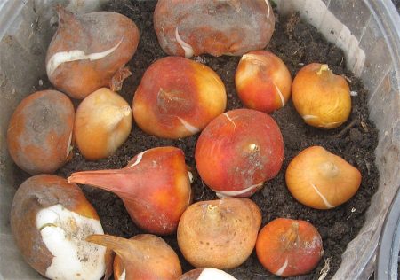 꽃이 진 후 수선화를 파내다