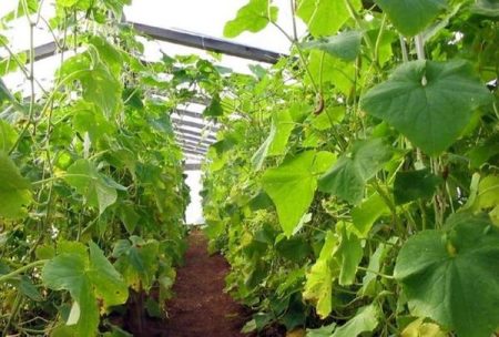 오이를 돌보는 방법