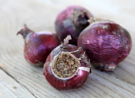 꽃이 핀 후의 히아신스 구근