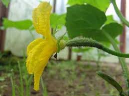 오이가 자라지 않아요. 어떻게 해야 하나요?