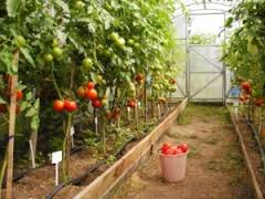 온실 속 토마토