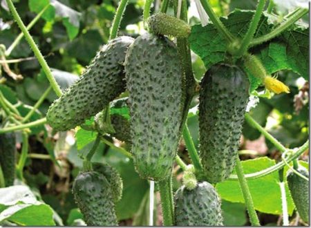 오이를 키우는 방법