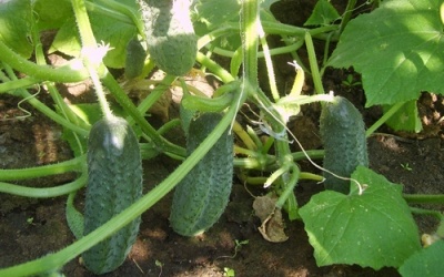 시골에서 오이를 돌보는 일