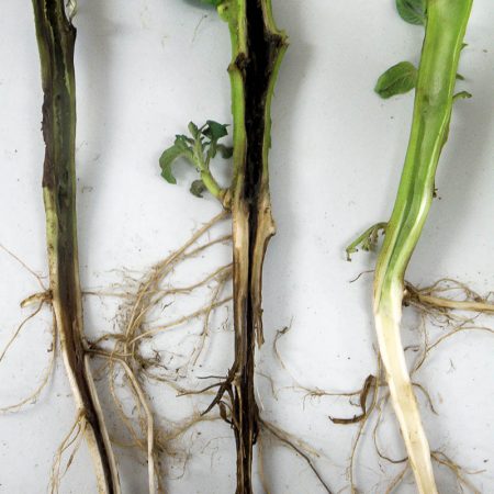 가지 속의 검은 다리