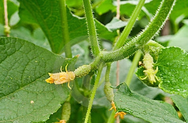 오이가 자라지 않으면 어떻게 해야 하나요?