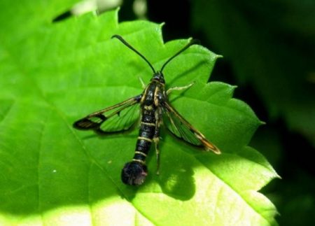 잎담즙 갯지렁이