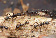 개미를 없애는 방법