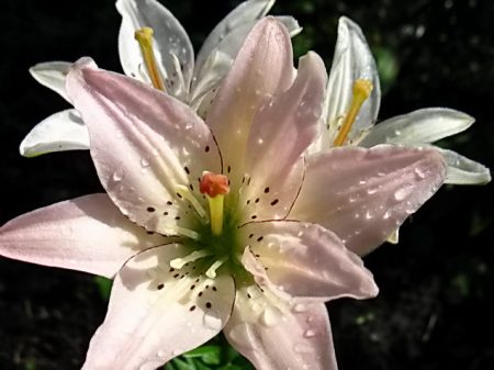 수련에 물을 주는 방법