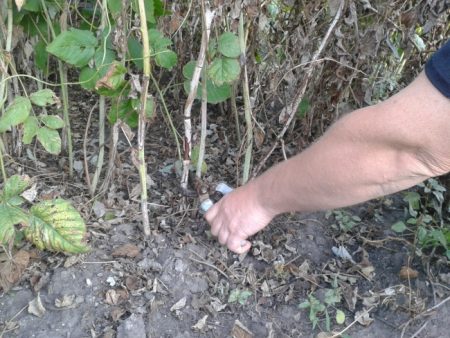 라즈베리 가지치기-올바르게-하기