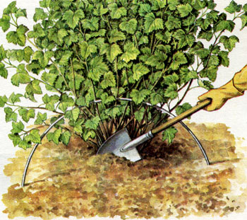 열매 맺은 후 건포도 관리